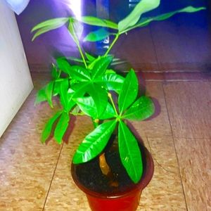 Indoor plant for the house or even the window Sunlight needed and necessary